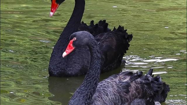 “高贵神秘”的黑天鹅低下了它高昂的头颅竟是为哪般....?究竟是鹅性的扭曲还是道德的沦丧？据现场目击