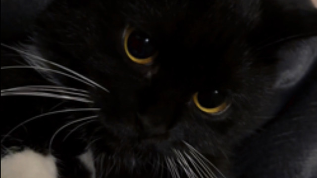 豆包完全恢复！！！绝完育不到十天胖了一斤