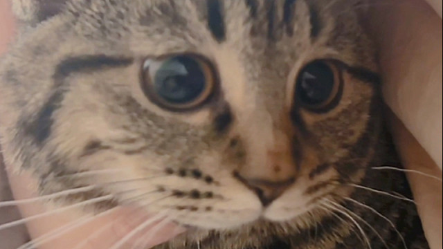 小猫咪哪里吃得多了！