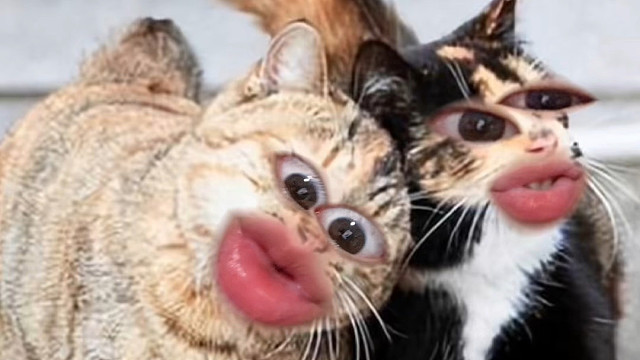 猫咪为啥会埋食物？