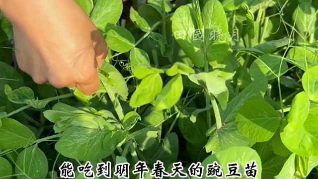 秋天种上点豌豆苗吧，掐尖采收，吃的时间长