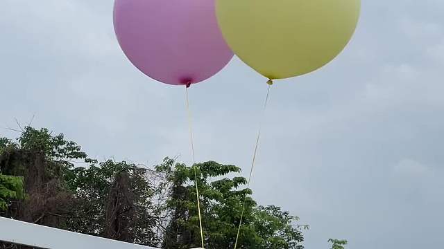 今天，胡百万是空中飞猫