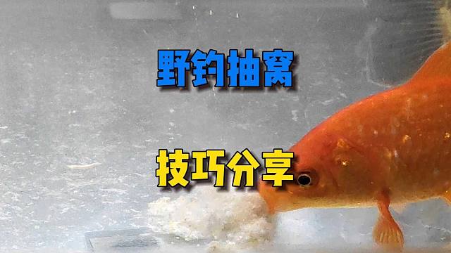 野钓抽窝效果差，不是惊鱼就是不够吃？那你试试这种抽窝方式