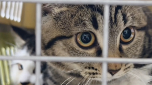 带小猫去打疫苗喽