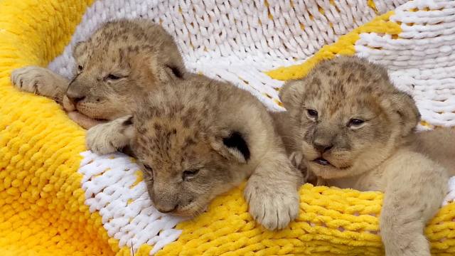 秋天我们收获了3只狮子宝宝