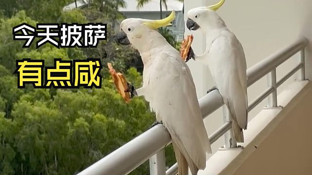 那些动物们的用餐时间！