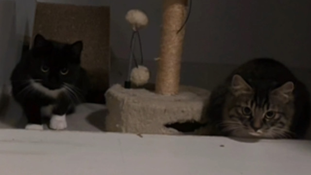 小猫我呀跟妈妈世界第一好