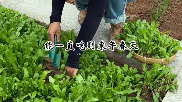 秋天正是种荠菜的好时候