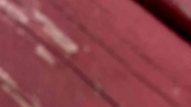 变成猫，打猎居然被猎物跑了