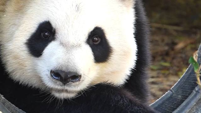 这美貌能当熊猫界第一美女吗？