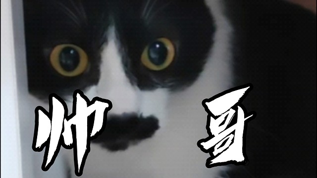 【花生】无论从正面还是侧面，大佐猫都是最帅的