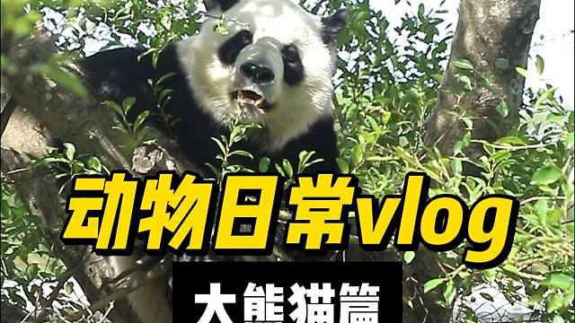 专心干饭的星语姐姐and热衷爬树的星愿弟弟。