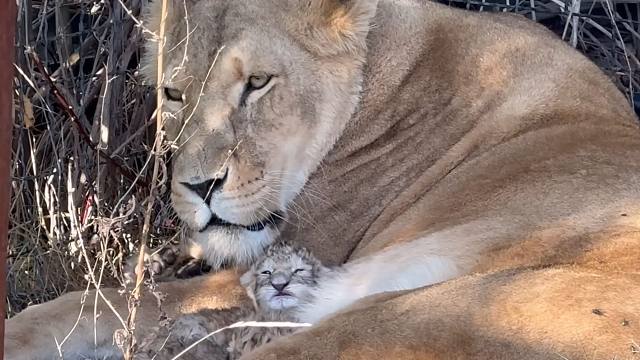 聪明的母狮自己选好了“产房”，顺利生下2个宝宝