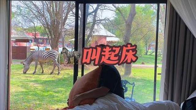 #非洲#斑马，在非洲酒店里就别想睡懒觉了，因为早上各种野生动物回来到房间门口敲玻璃