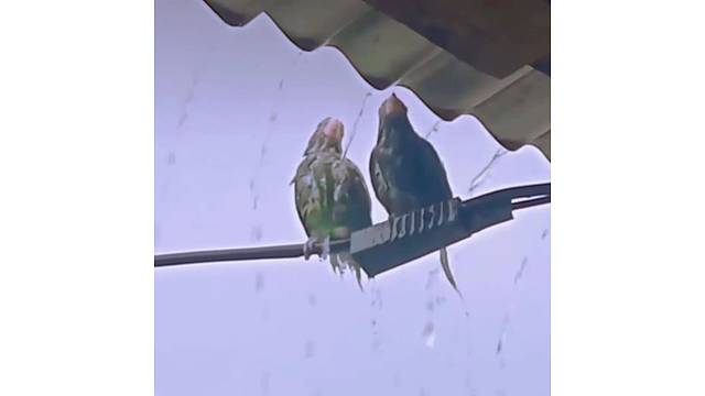 鸟儿之间也会有爱情吗？