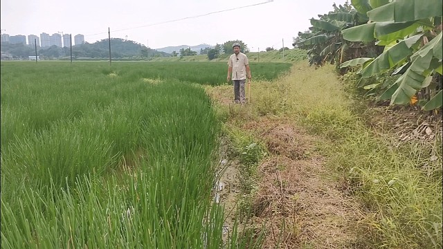 百草中药马蹄真面目
