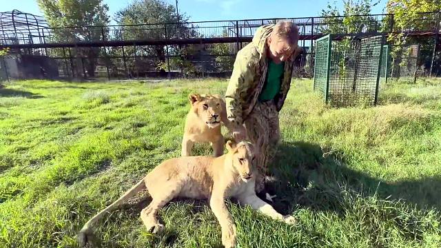 少年狮子阵营搬进新家，它们很兴奋