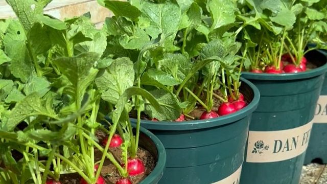 樱桃萝卜种植简单，菜园花盆都能种