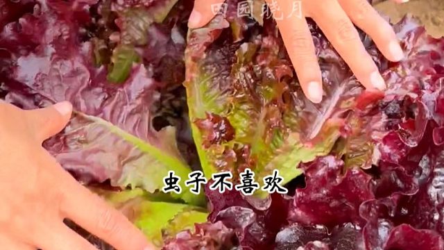 紫生菜不爱招虫特好种，您也种一些吧