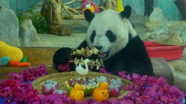 贡贡舜舜的国际熊猫日~一手撸三串，香迷糊了！