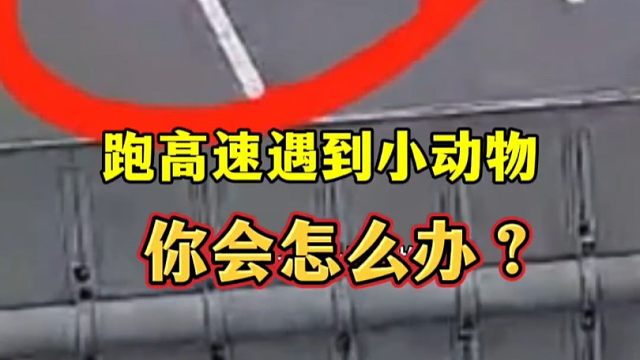 跑高速遇到小动物冲出来，你会怎么办？很多司机都不知道
