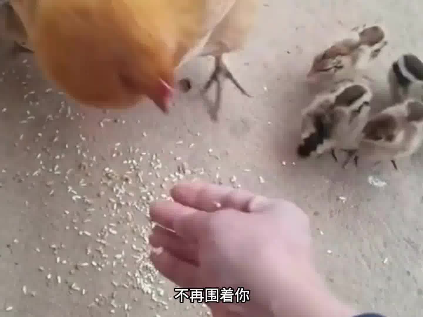 要想鸡想着你，就不能喂太饱！