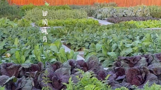 秋天的菜园，越来越美了
