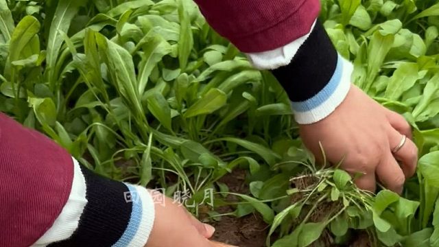 秋天咱啥也不种，也要种点这个大叶荠菜