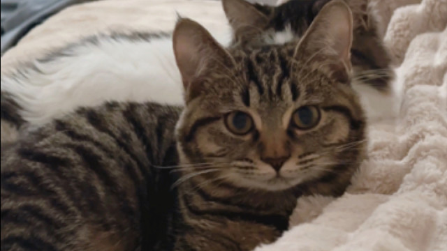 小猫刚睡醒就在撒娇