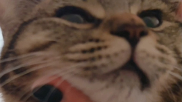 小猫对你发出亲亲申请