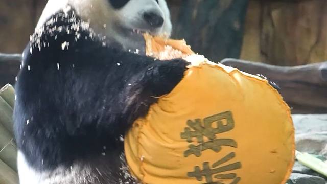 奶妈，妹猪什么时候来做客呀~