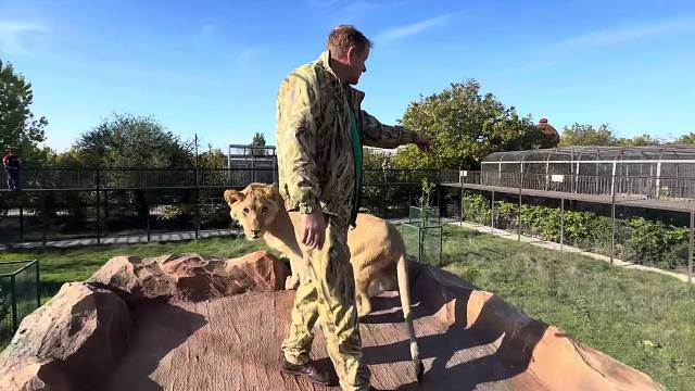 少年狮子终于登上了荣耀石！