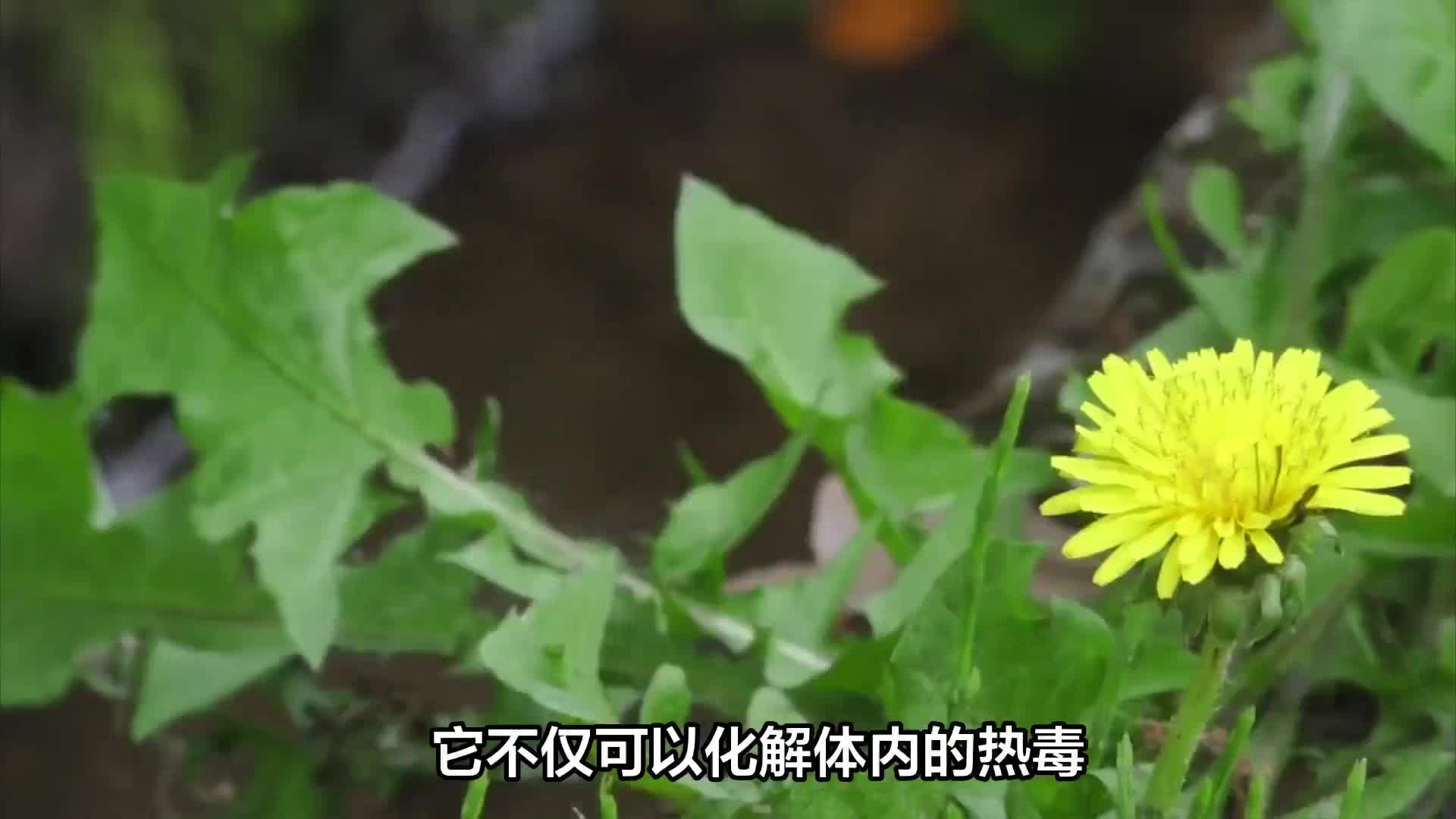 初夏护肝：喝一杯排毒养肝饮品，舒缓肝火郁结！