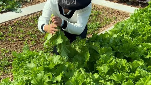 喜欢吃饺子，那就种饺子菜