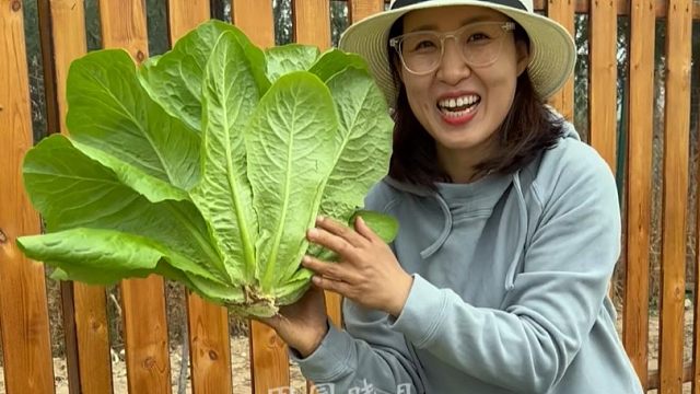 别再种油麦菜，孔雀菜了，试试这个沙拉菜吧