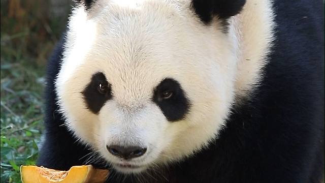 果果的味道，令语大王回味无穷...奶爸，真的不能再来点果果吗