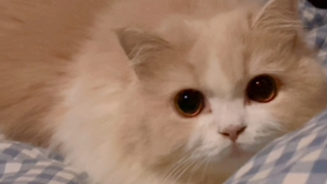 是我的小猫咪呀～