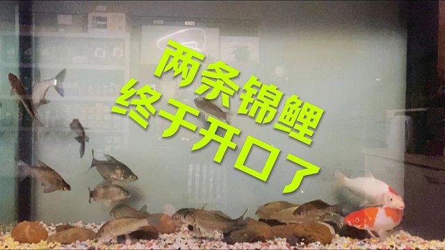 雨天没事 喂喂锦鲤 见鲤好运