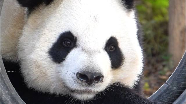 当爱好成为工作是一种什么体验？动物摄影师