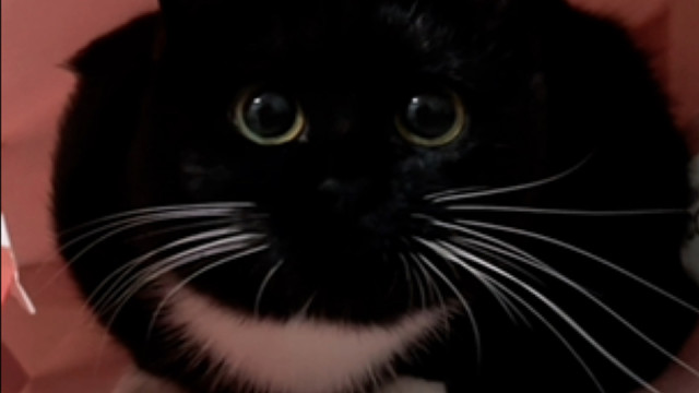 没想到捡到豆包已经过去了七个月了，好像昨天一样