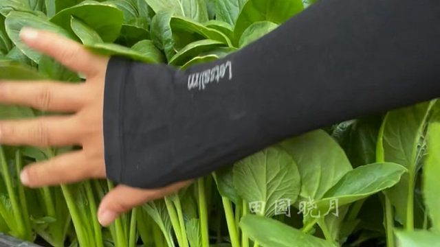 比小油菜更鲜，比小白菜更嫩，它就是小菘菜