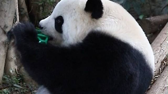 语大王早期驯服小绿球的珍贵影像