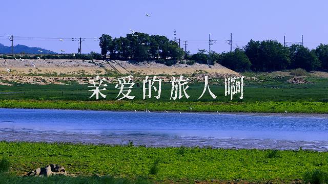 【南一】在旅途中演绎纯古琴版《亲爱的l旅人啊/Always with me》