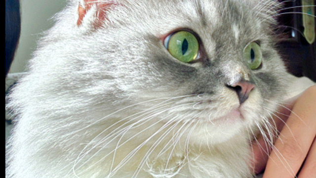 大猫舅舅吃饭居然怕小猫外甥