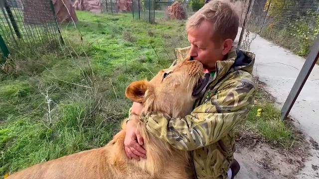 救治2年的小狮子对我撒娇，不停发出“牛叫”