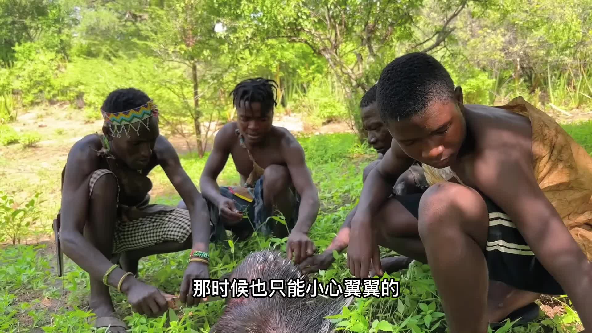 非洲原始部落猎手捉拿豪猪