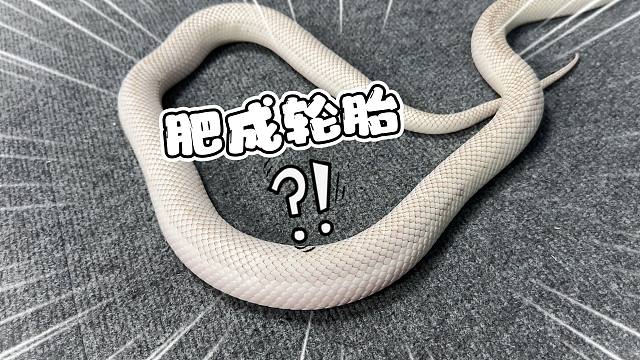 就离谱！我家的宠物蛇肥成一条轮胎了！