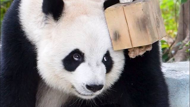 谁家小熊，眼神戏这么多