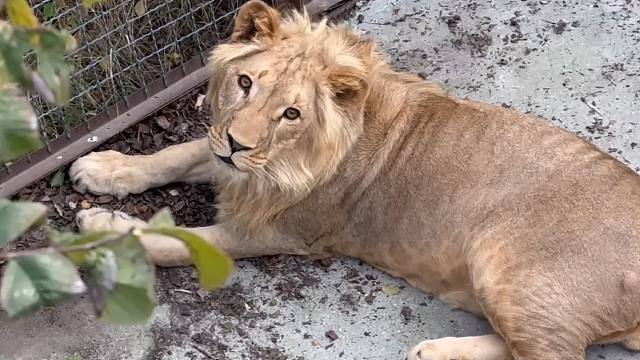 刚从麻醉中醒来的小狮子：我是谁，我在哪？