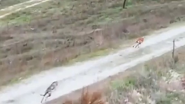 兔子进树林的那一刻我就放心了